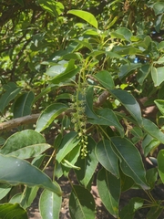 Phytolacca dioica