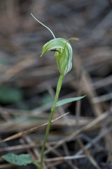 Pterostylis trullifolia