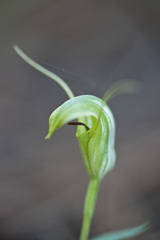 Pterostylis trullifolia
