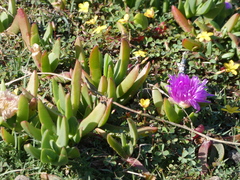 Carpobrotus glaucescens