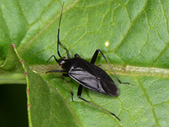 Calocoris nemoralis