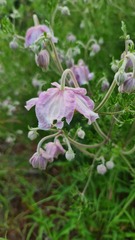 Clematis villosa stanleyi