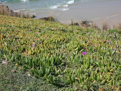 Carpobrotus glaucescens