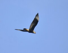 Caracara plancus cheriway