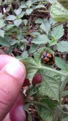 Botanochara angulata