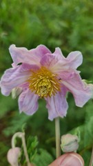 Clematis villosa stanleyi