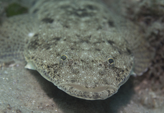 Platycephalus fuscus