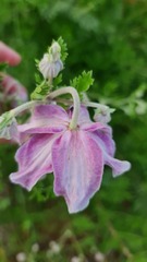 Clematis villosa stanleyi