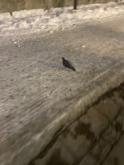 Columba livia domestica