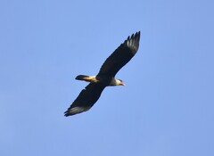 Caracara plancus cheriway