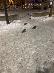 Columba livia domestica