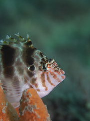 Cirrhitichthys aprinus