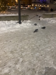 Columba livia domestica