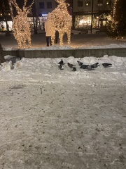 Columba livia domestica