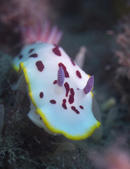 Goniobranchus splendidus