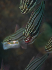 Ostorhinchus limenus