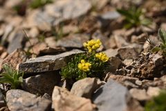 Draba oreades
