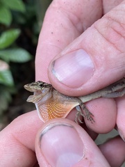 Anolis cupreus