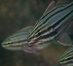 Ostorhinchus limenus