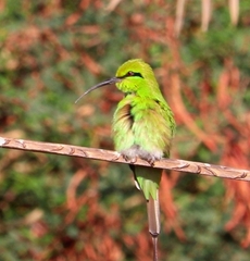 Merops viridissimus