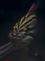 Ostorhinchus limenus