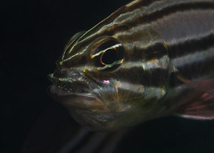 Ostorhinchus limenus