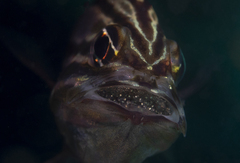 Ostorhinchus limenus