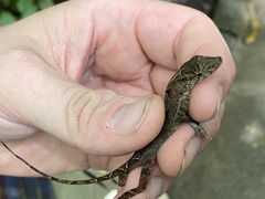 Anolis polylepis