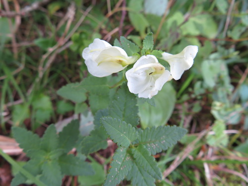 Pedicularis yezoensis