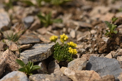 Draba oreades