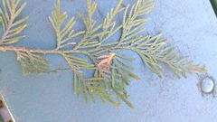 Thuja plicata