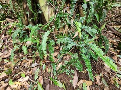 Asplenium normale