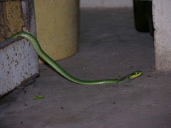 Hapsidophrys smaragdinus