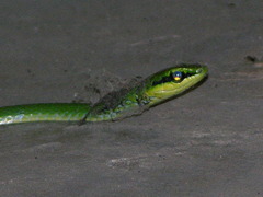 Hapsidophrys smaragdinus