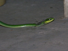 Hapsidophrys smaragdinus