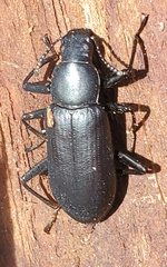 Alobates pensylvanicus