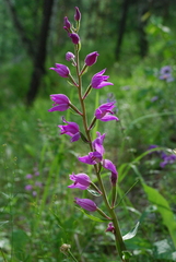 Cephalanthera rubra