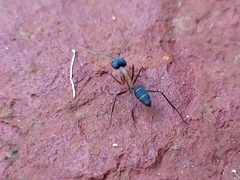 Camponotus lespesii
