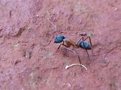 Camponotus lespesii