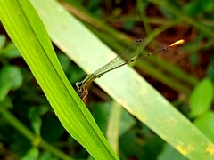 Telagrion longum