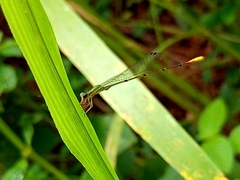 Telagrion longum