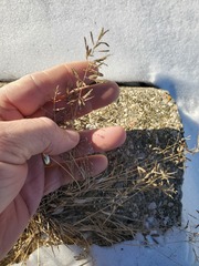 Eragrostis minor