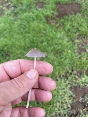 Setulosi