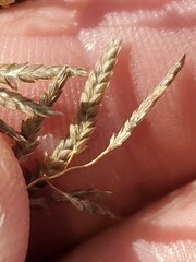 Eragrostis minor
