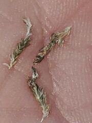 Eragrostis minor