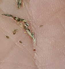 Eragrostis minor