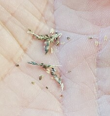 Eragrostis minor