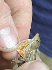 Anolis cupreus