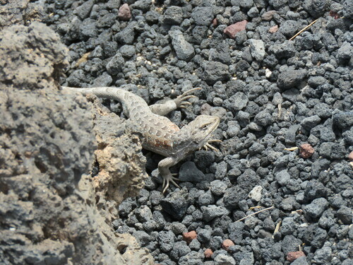 Liolaemus josei