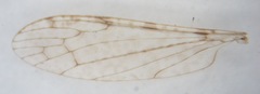 Rhipidia maculata